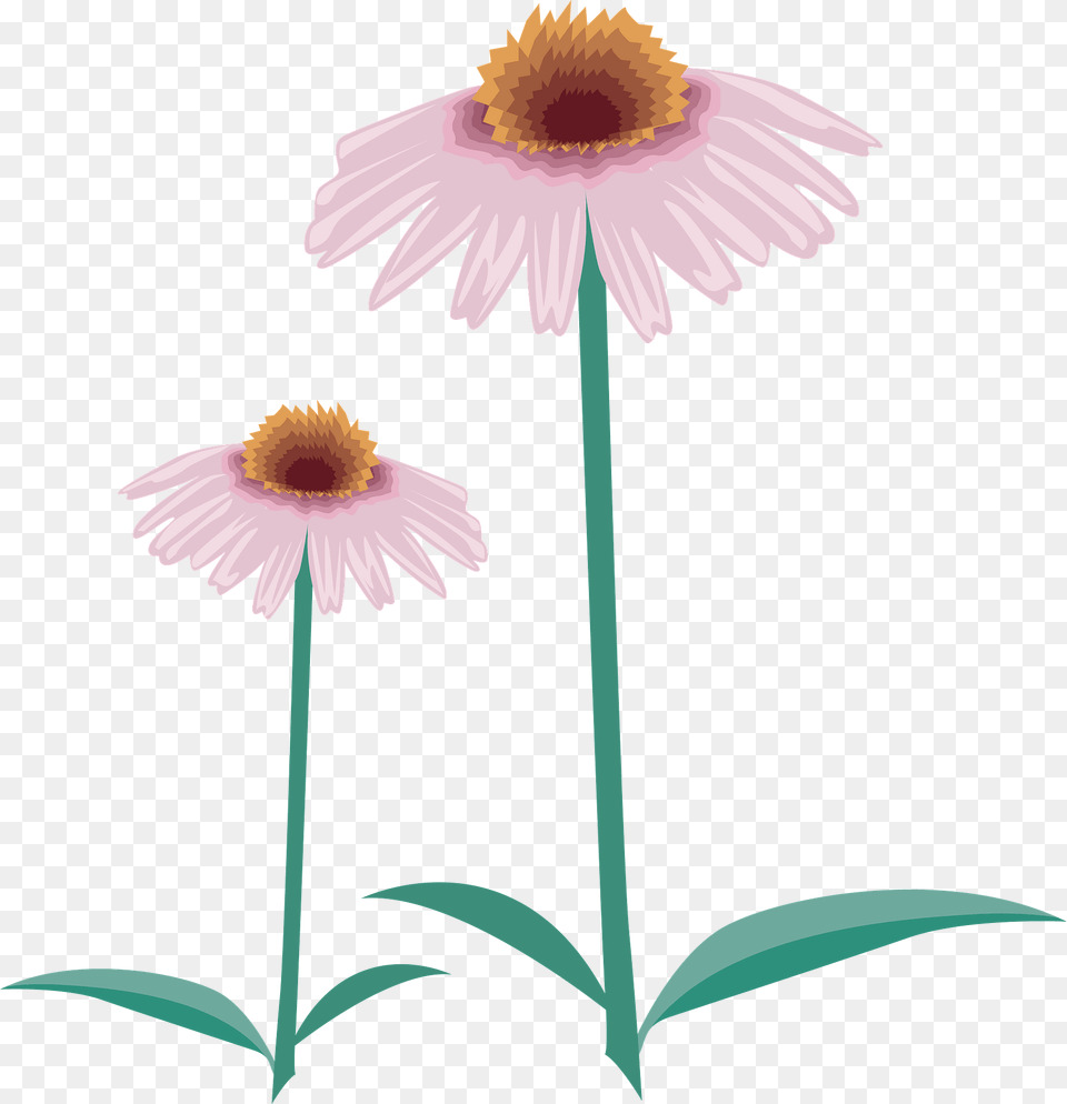 Pink Flowers Clipart, Daisy, Flower, Petal, Plant Png Image