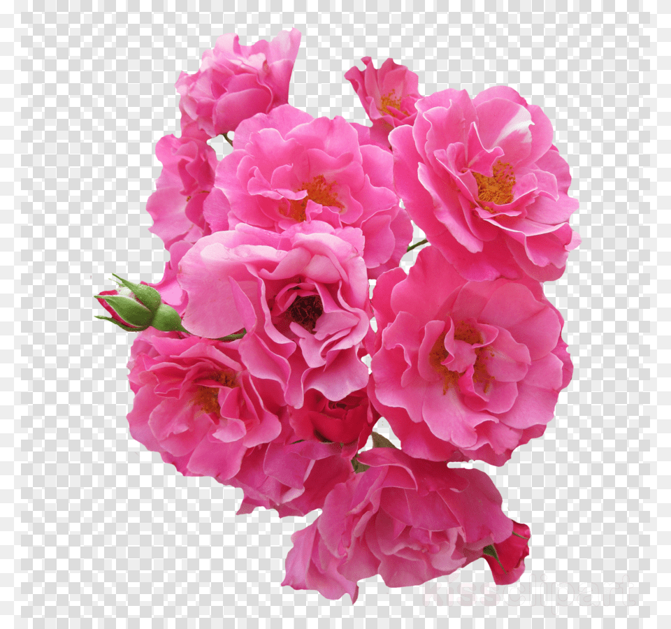 Pink Flowers Clipart Still Life, Flower, Geranium, Petal, Plant Png Image