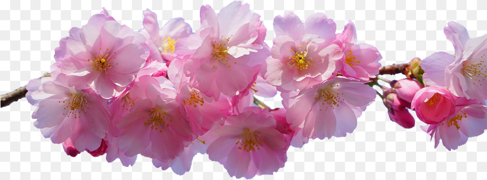 Pink Flowers Desktop Wallpaper Blossom, Flower, Plant, Cherry Blossom, Petal Png Image