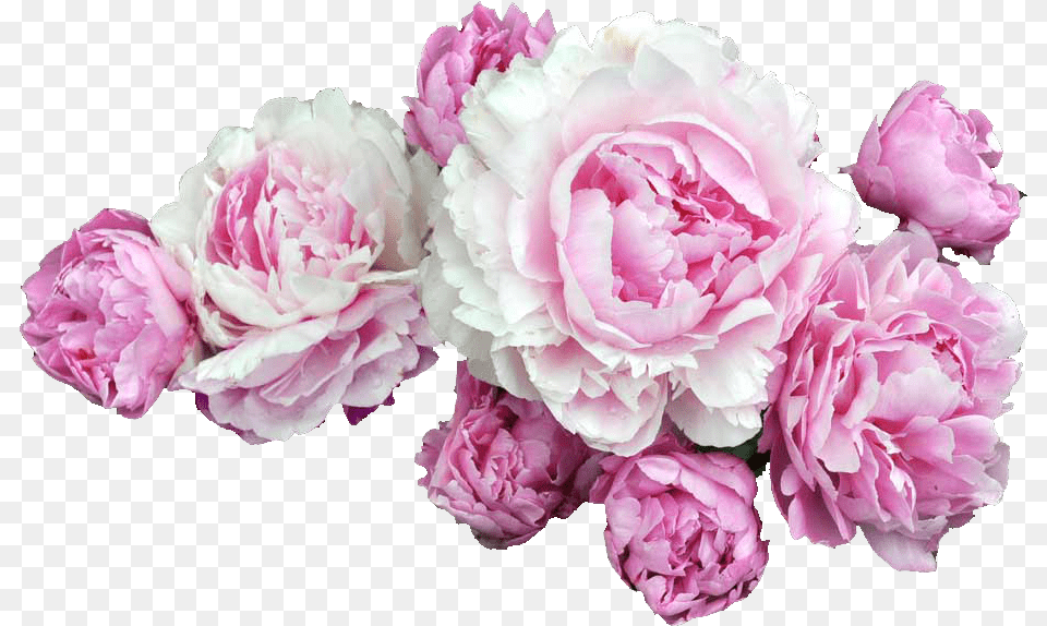 Pink Flowers Desktop Wallpaper Clip Art Background Peony Flower, Plant, Rose, Carnation Png Image
