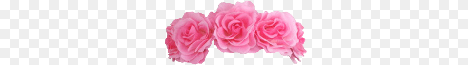 Pink Flowers Flowercrown Crown Accessories Pink Flower Crown, Petal, Plant, Rose, Carnation Free Png