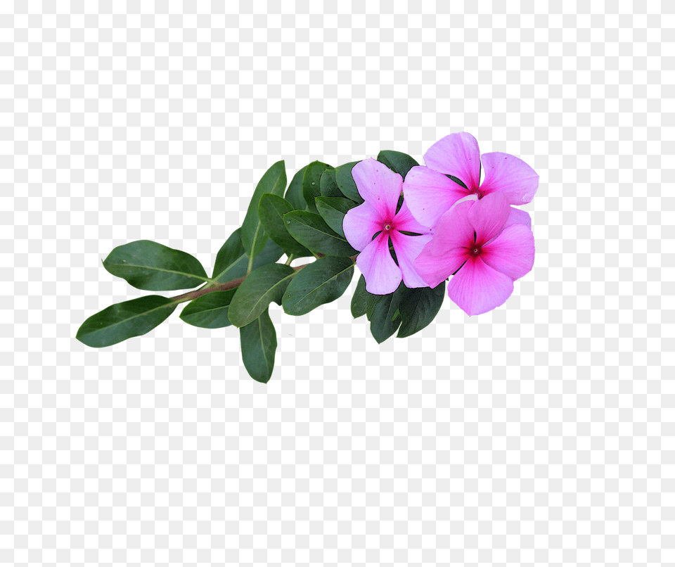 Pink Flowers Arts Fleure, Flower, Geranium, Petal, Plant Free Png Download