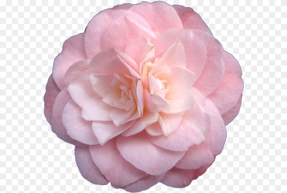Pink Flowers Garden Roses Pastel Flowers Download Pastel Pink Flower, Dahlia, Geranium, Petal, Plant Png Image