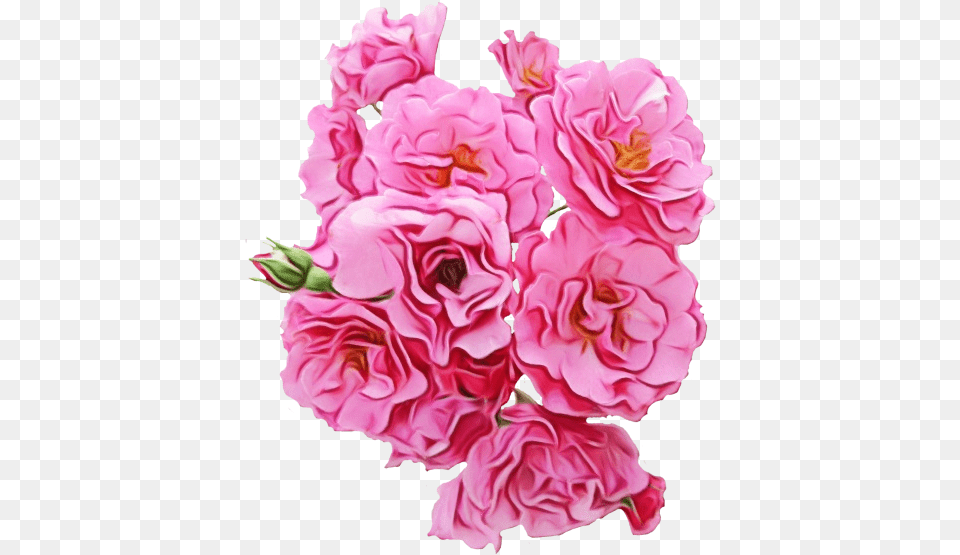 Pink Flowers Garden Roses Peony Download Pink Flowers, Flower, Geranium, Petal, Plant Free Transparent Png