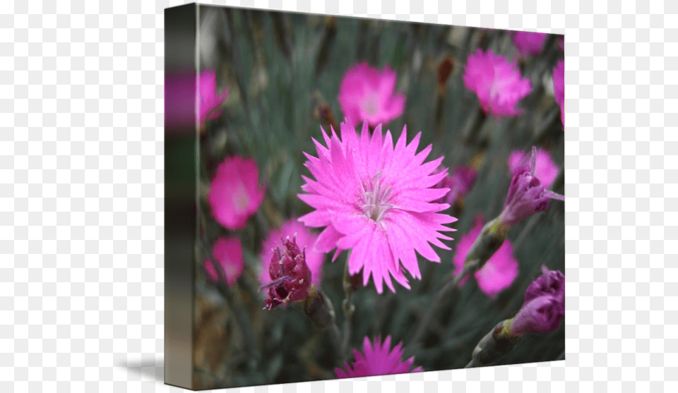 Pink Flowers Ground Cover Closeup By Christina Baldi Gilliflower, Daisy, Flower, Geranium, Petal Free Transparent Png