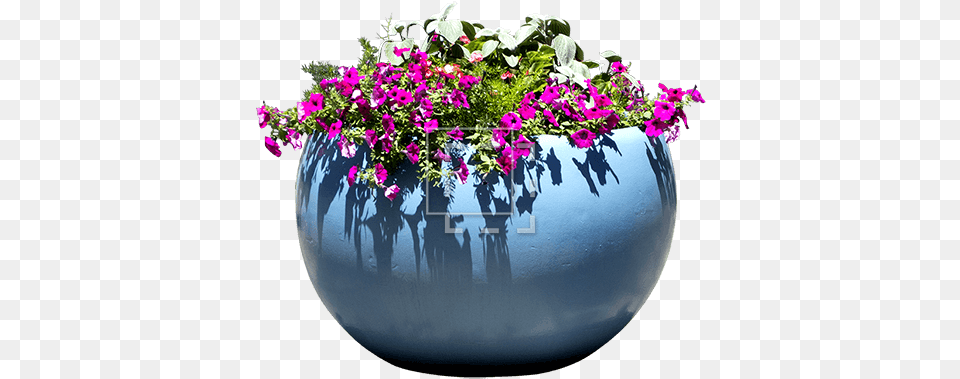 Pink Flowers In A Blue Pot Immediate Entourage Lobelia, Jar, Plant, Planter, Potted Plant Free Png Download