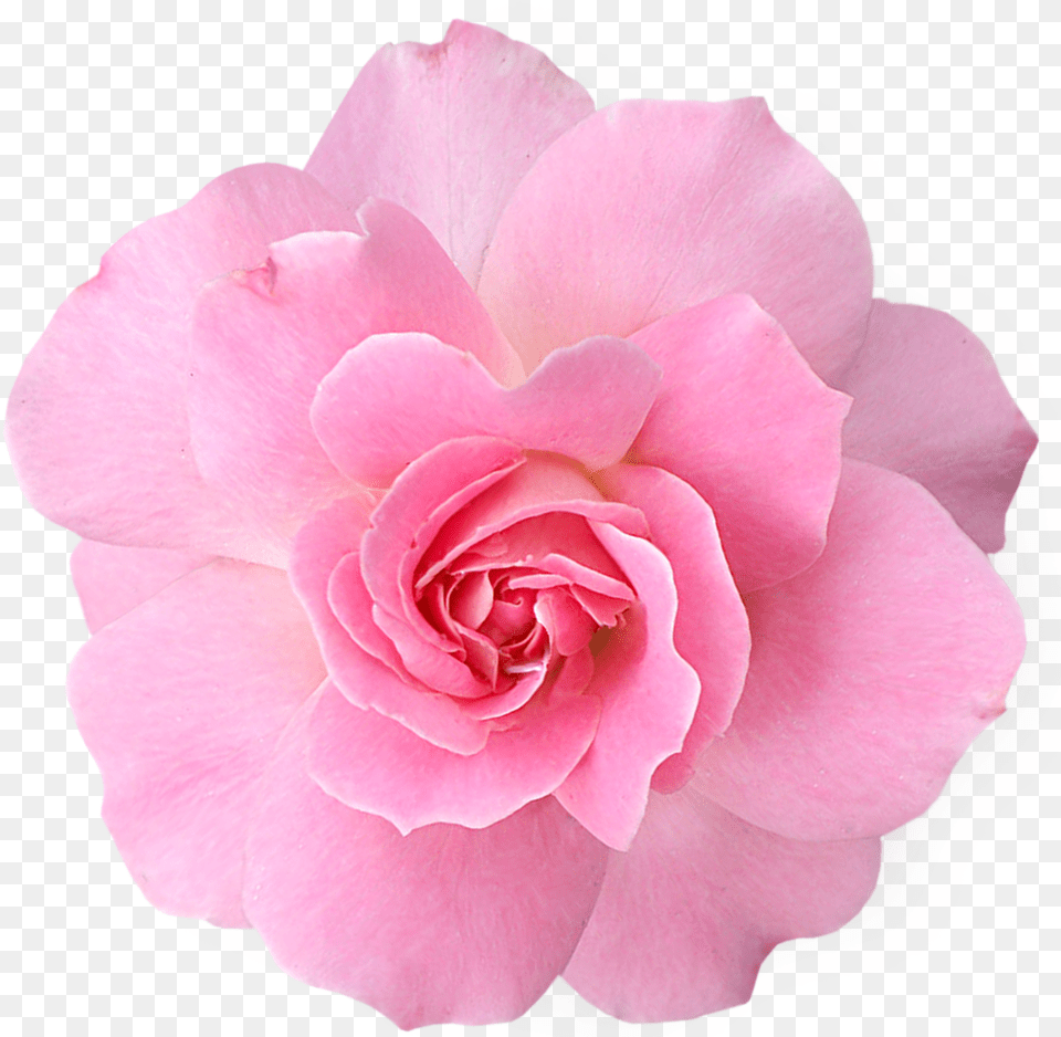 Pink Flowers Pic Arts Transparent Real Flowers, Flower, Petal, Plant, Rose Png