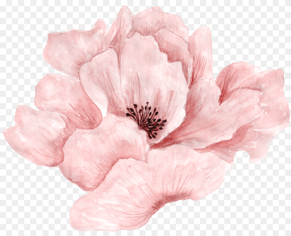 Pink Flowers Portable Network Graphics Rose Image Pink Watercolour Flower, Anther, Geranium, Petal, Plant Free Png Download