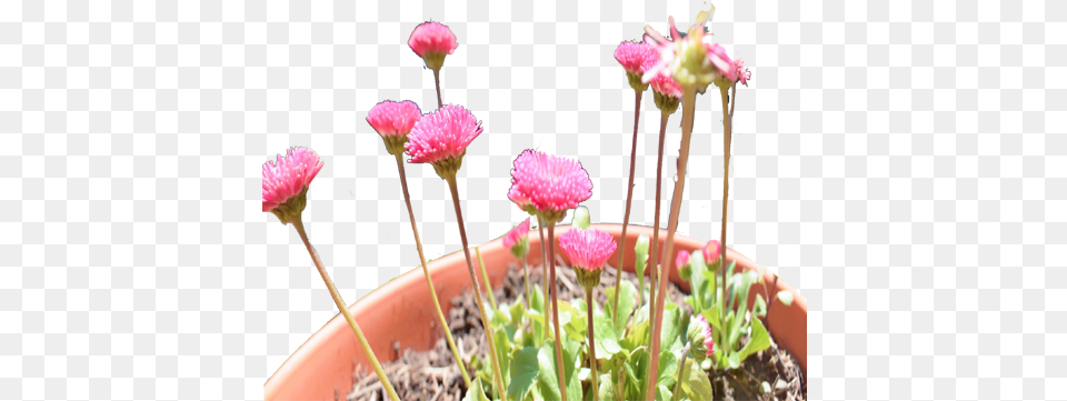 Pink Flowers Pot Frame Heartpngcom, Dahlia, Potted Plant, Plant, Petal Png Image