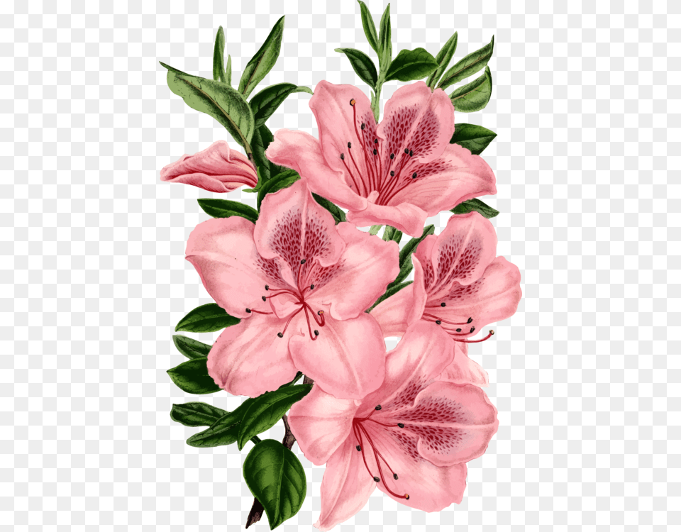 Pink Flowers Rose Flower Bouquet Floral Design, Plant, Geranium Free Png