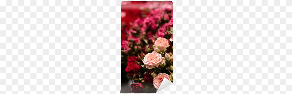 Pink Flowers Rose On Red Background Blur Valentine Hybrid Tea Rose, Flower, Flower Arrangement, Flower Bouquet, Plant Png Image