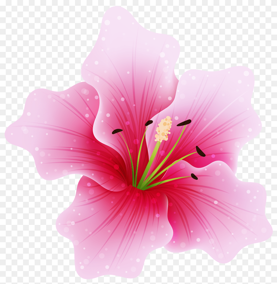 Pink Flowers Transparent Flower, Anther, Plant, Hibiscus Free Png