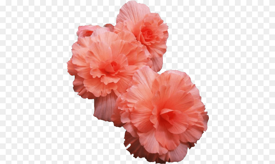 Pink Flowers Transparent Flowers, Flower, Plant, Petal, Hibiscus Free Png Download