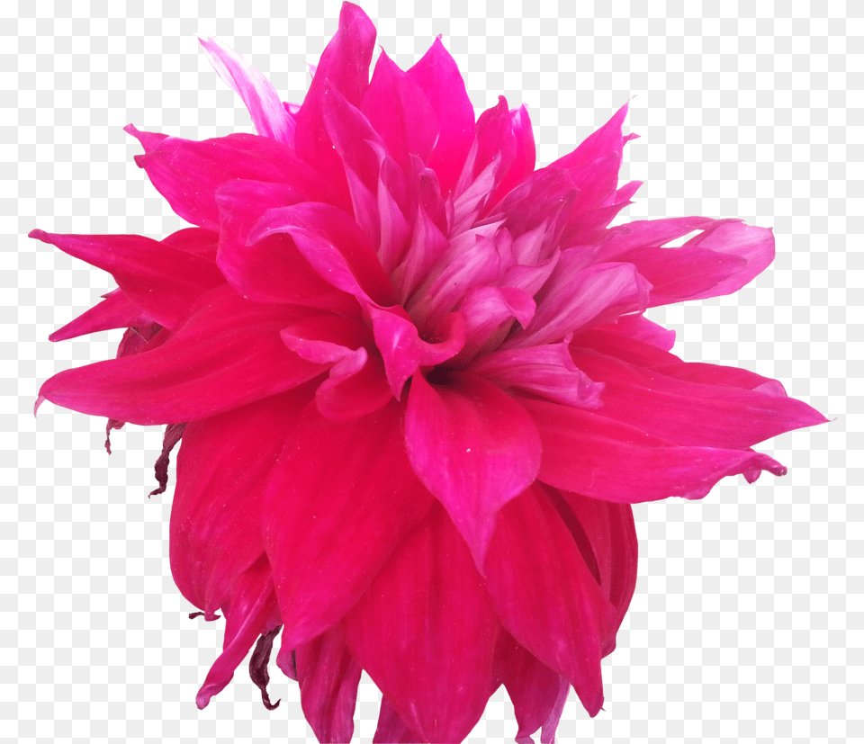 Pink Flowers Tumblr Hd Images 3 Wallpapers Hot Pink Hot Pink Flower, Dahlia, Plant, Petal Png Image
