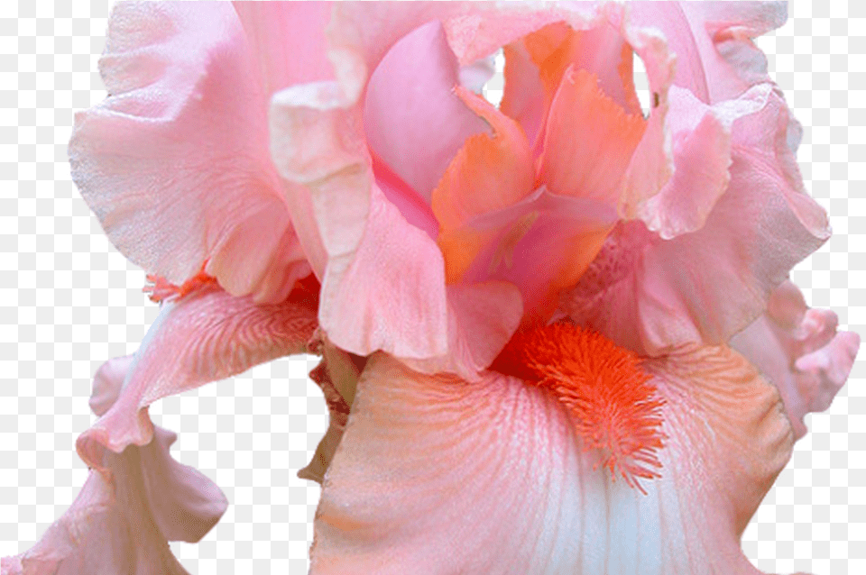Pink Flowers Tumblr Transparent Pink Iris Flower, Petal, Plant, Rose Png Image