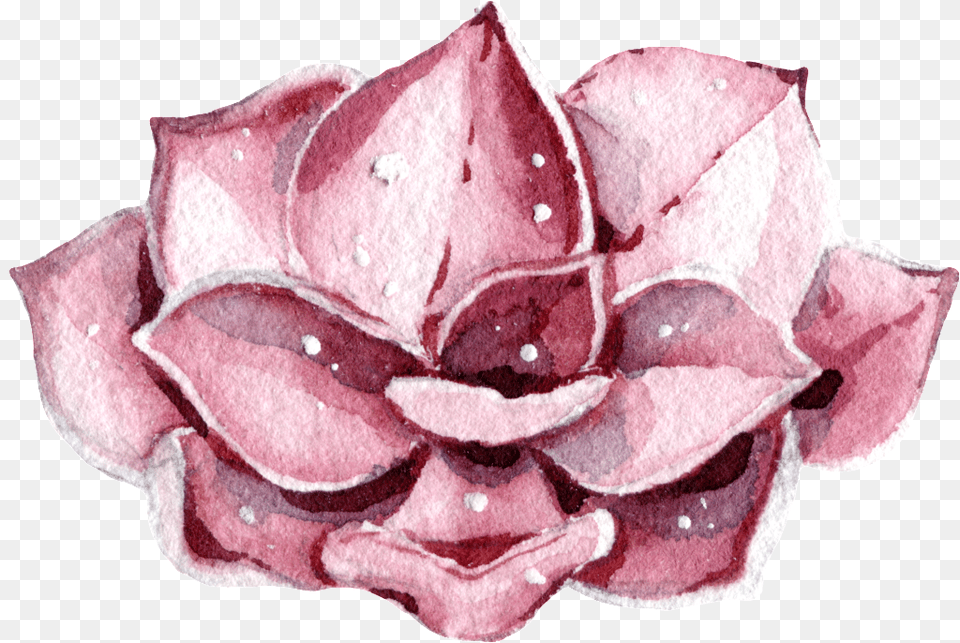 Pink Flowers Watercolor Hand Painted Transparent Watercolor Painting, Flower, Petal, Plant, Rose Png