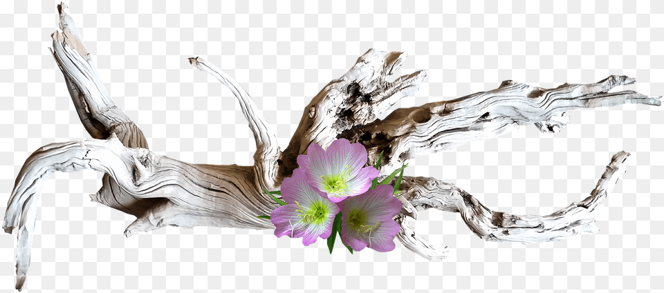 Pink Flowers Wood Photo On Pixabay Aesthetic Designer, Flower, Flower Arrangement, Plant, Driftwood Free Png