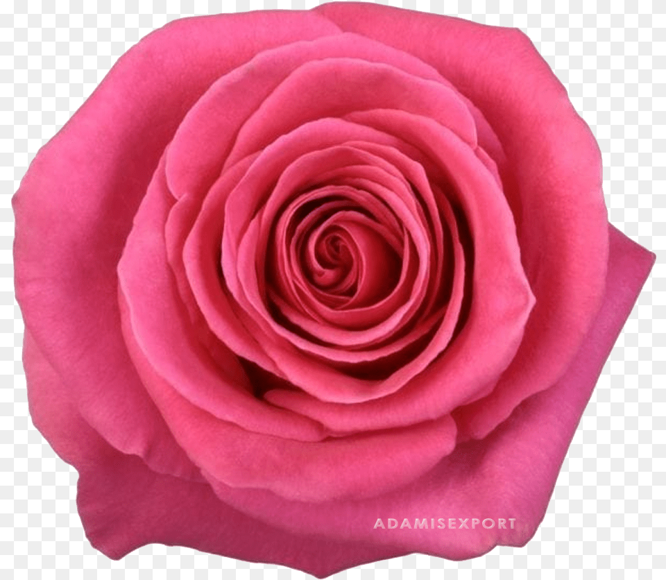 Pink Floyd, Flower, Petal, Plant, Rose Free Png