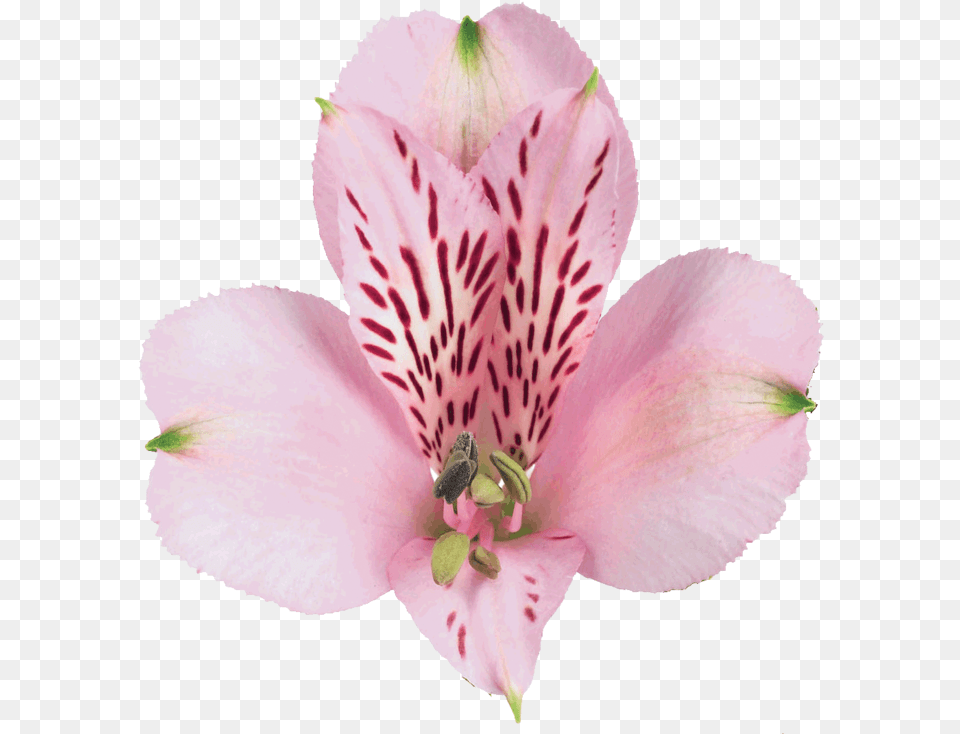 Pink Floyd Alstroemeria Peruvian Lily, Anther, Flower, Petal, Plant Free Png
