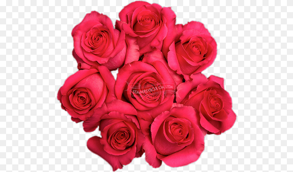 Pink Floyd Floribunda Floribunda, Flower, Flower Arrangement, Flower Bouquet, Petal Png