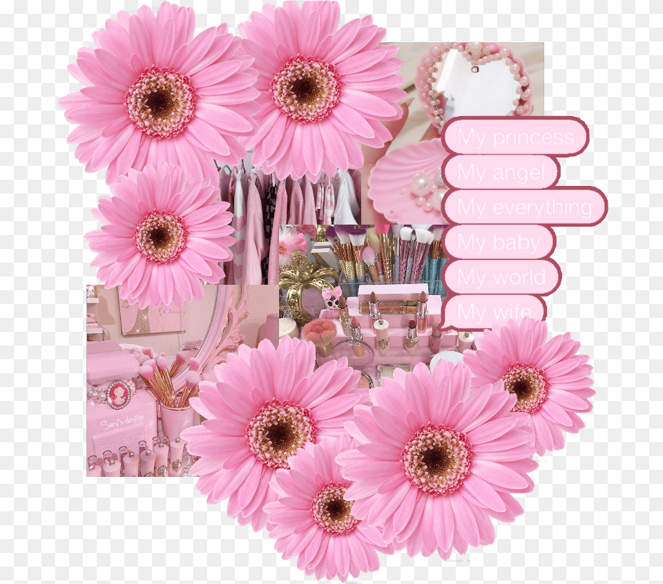 Pink Frame Barberton Daisy, Flower, People, Person, Plant Free Png Download
