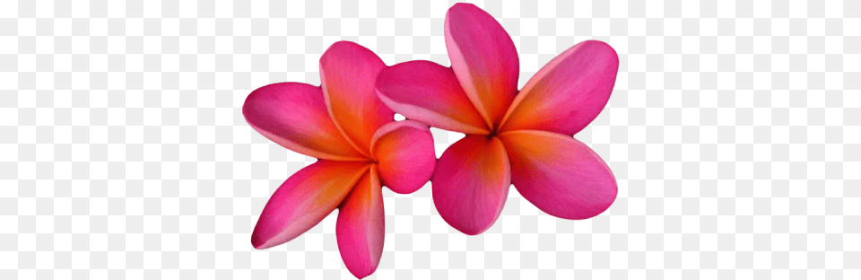 Pink Frangipani Format Pink Frangipani Hd, Dahlia, Flower, Petal, Plant Png Image