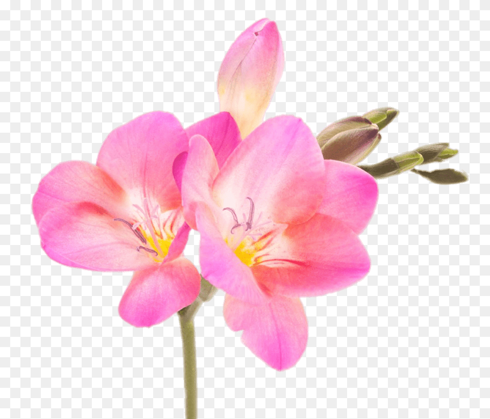 Pink Freesia, Anther, Flower, Geranium, Plant Free Png