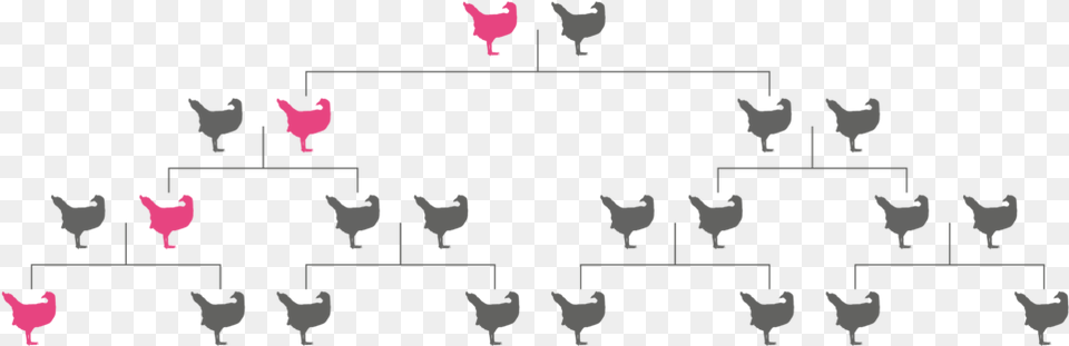 Pink Gene Doesn T Spread Rooster, Animal, Bird, Chicken, Fowl Free Transparent Png