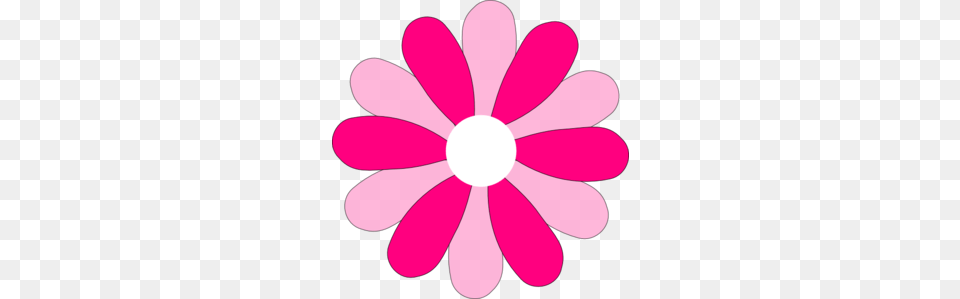 Pink Gerber Daisy Clip Art, Flower, Petal, Plant, Anemone Free Png Download