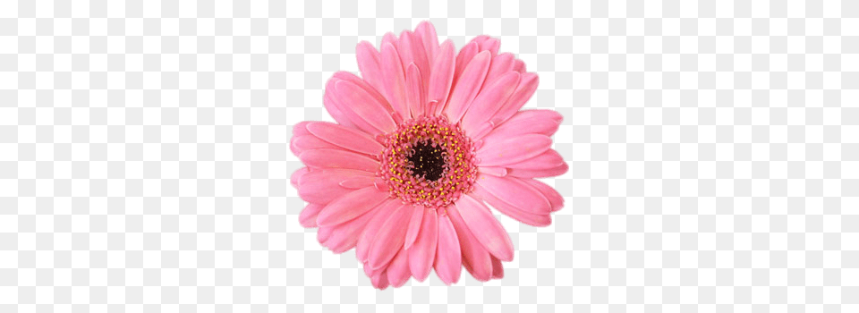 Pink Gerbera, Daisy, Flower, Petal, Plant Free Png Download