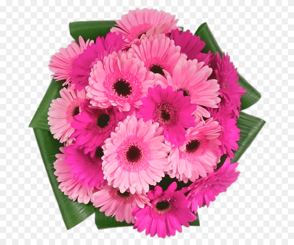 Pink Gerbera Bouquet, Daisy, Flower, Flower Arrangement, Flower Bouquet Png