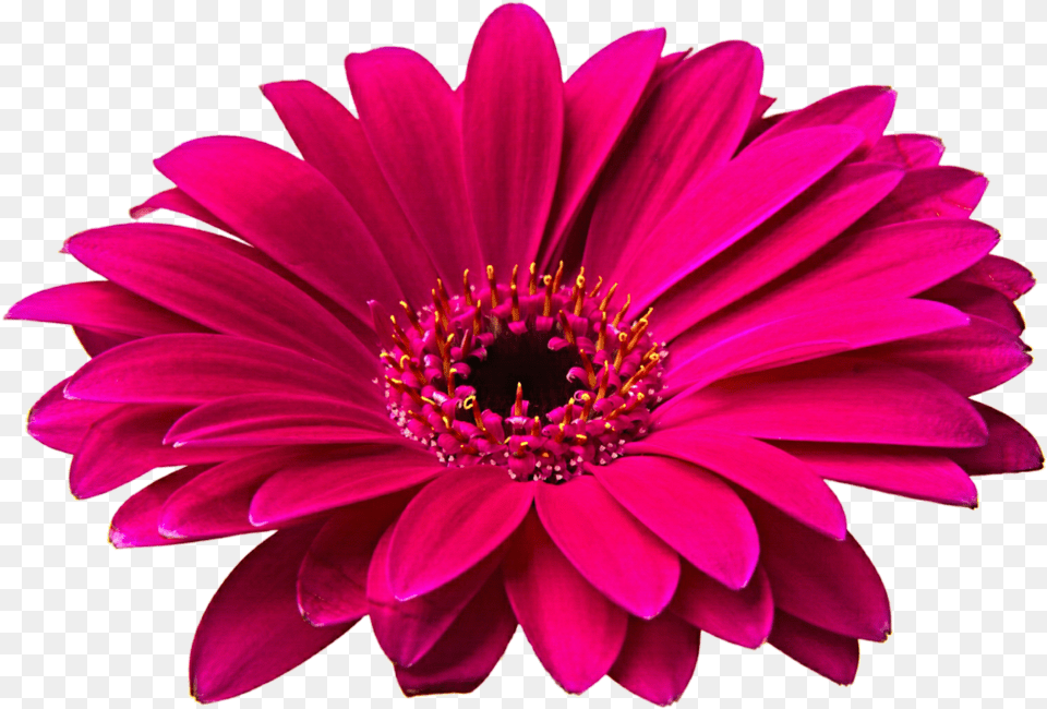 Pink Gerbera Clip Art Flowers Hd, Dahlia, Daisy, Flower, Petal Free Png Download