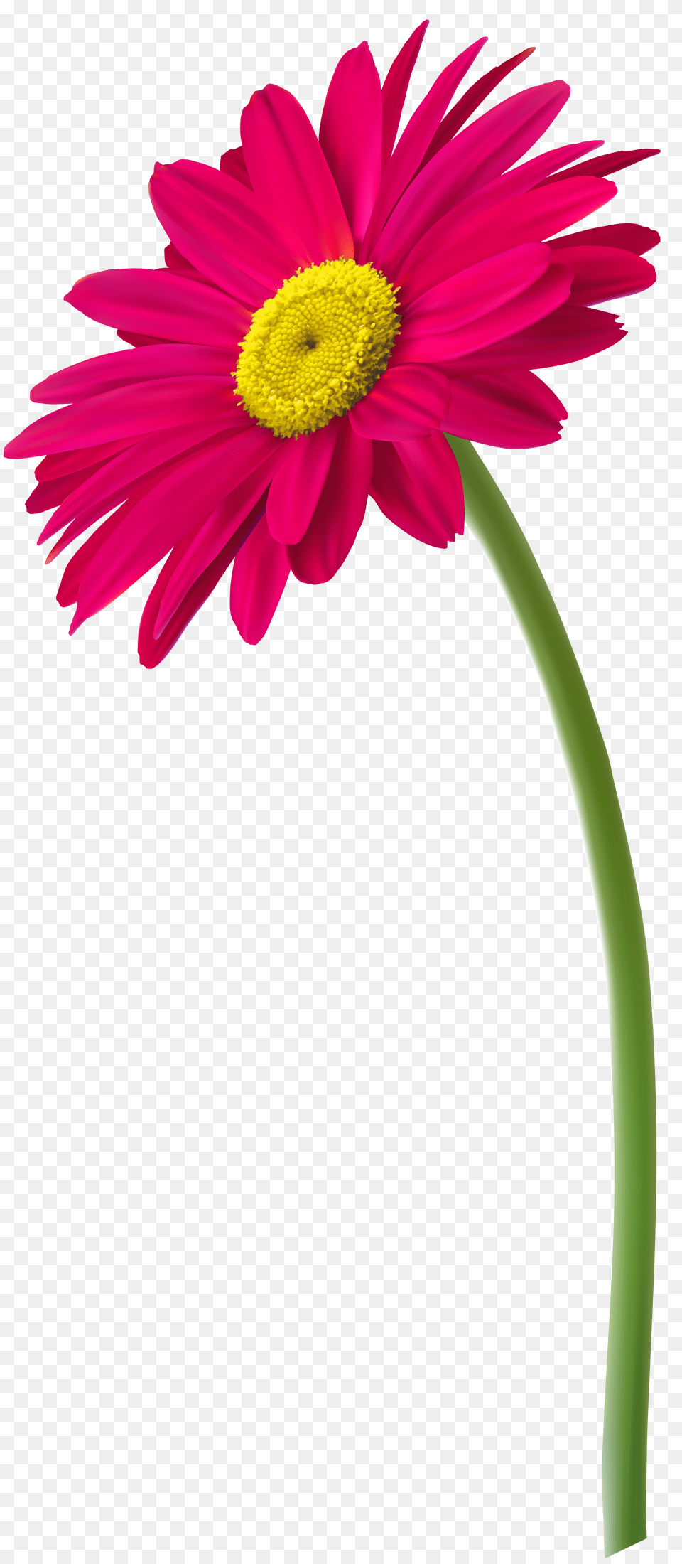 Pink Gerbera Flower Clip Art, Daisy, Plant, Petal Free Transparent Png