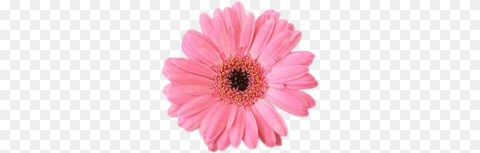 Pink Gerbera Gerbera, Daisy, Flower, Petal, Plant Png