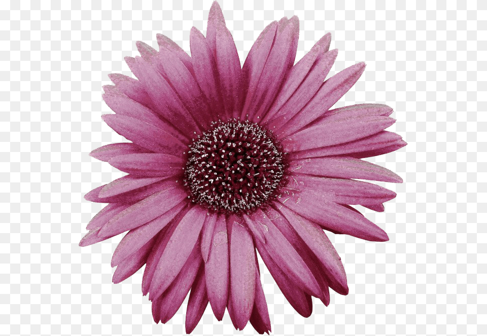 Pink Gerbera Image African Daisy, Flower, Plant, Petal, Anther Png