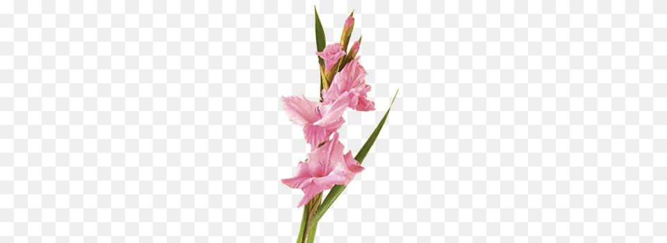 Pink Gladiolus, Flower, Plant Free Png Download