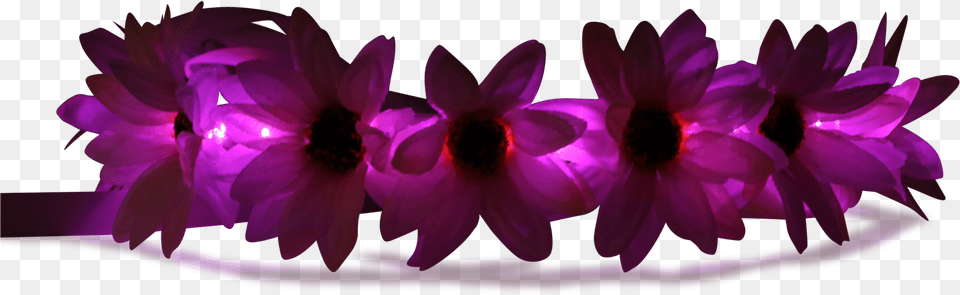 Pink Glowing Flower Crown Transparent, Daisy, Petal, Plant, Purple Free Png