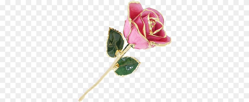 Pink Gold Rim Rose, Flower, Plant, Accessories, Jewelry Png Image