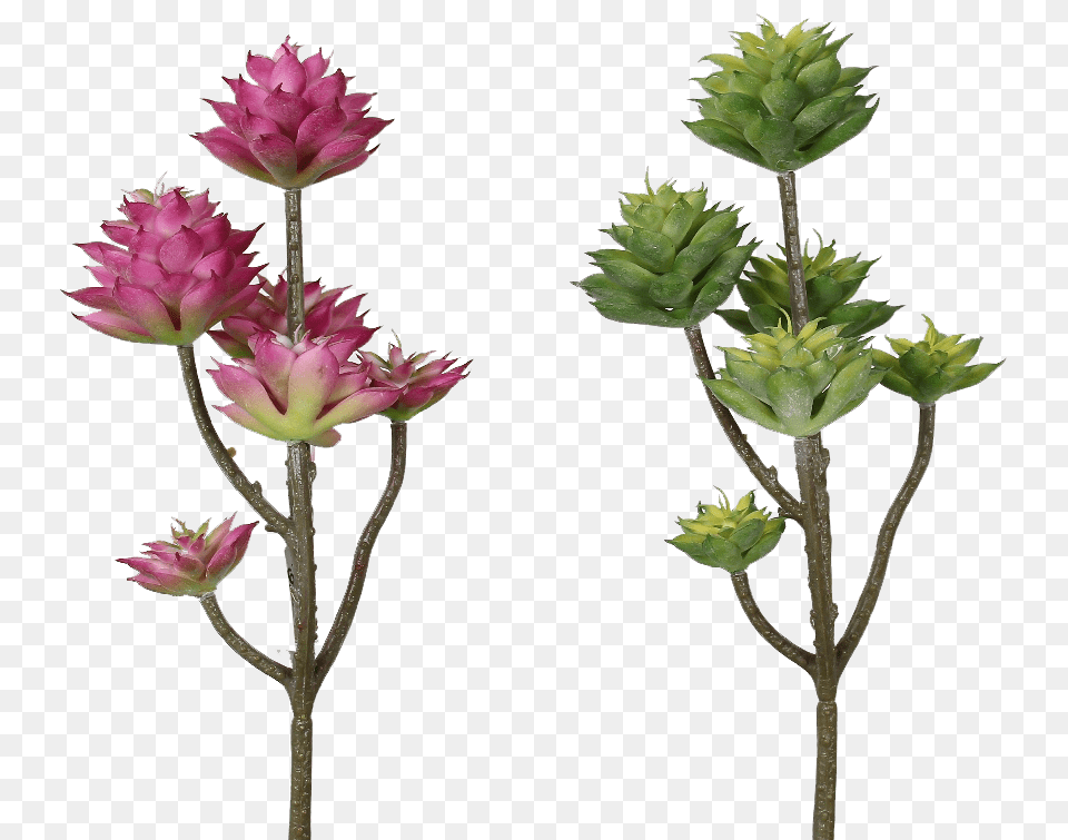Pink Green Succulents Paul Michael Company, Dahlia, Flower, Plant, Grass Free Png
