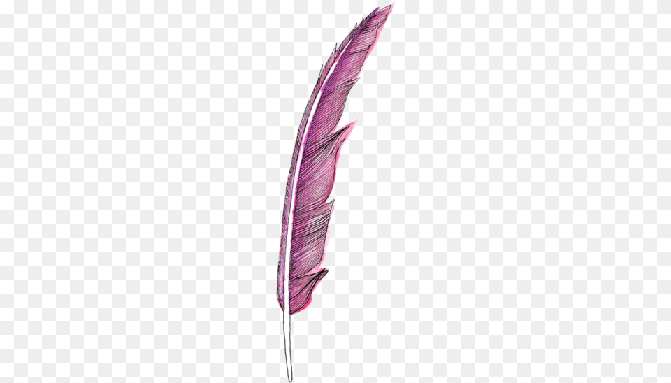 Pink Hand Drawn Feather Feather, Bottle, Ink Bottle Free Png Download