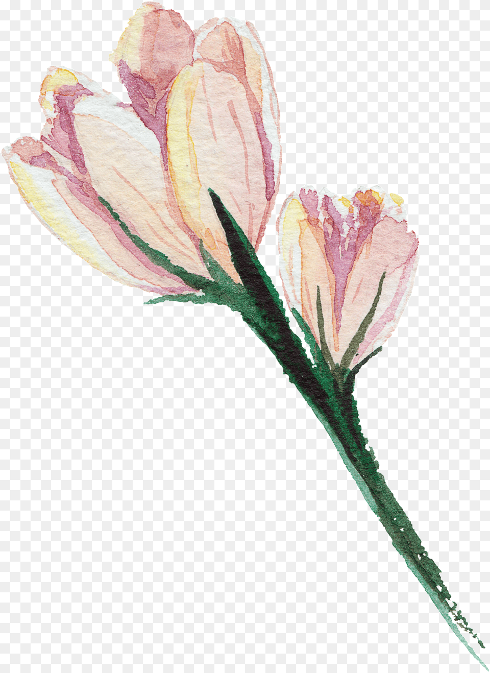 Pink Hand Painted Watercolor Flower Artificial Flower, Petal, Plant, Rose Free Transparent Png