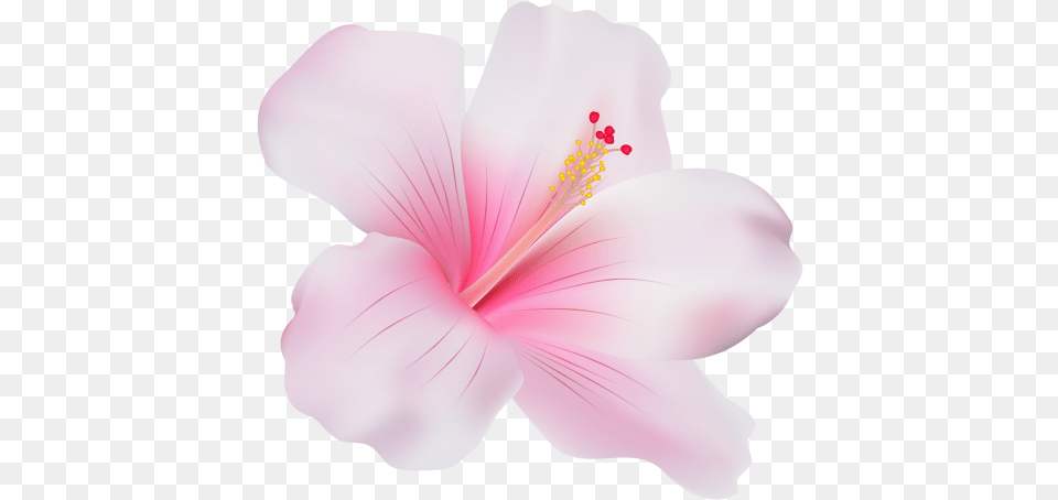Pink Hibiscus Clip Art Pink Hibiscus Flower, Anther, Plant, Petal, Person Png Image