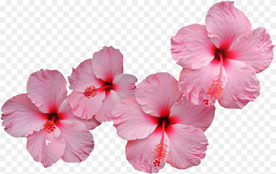 Pink Hibiscus Download, Flower, Plant Free Transparent Png