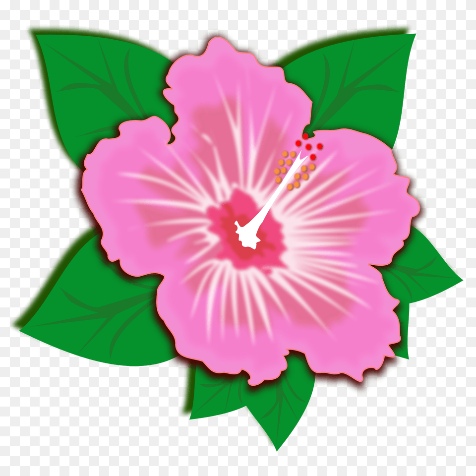 Pink Hibiscus Flower Clipart, Plant, Anther Free Transparent Png
