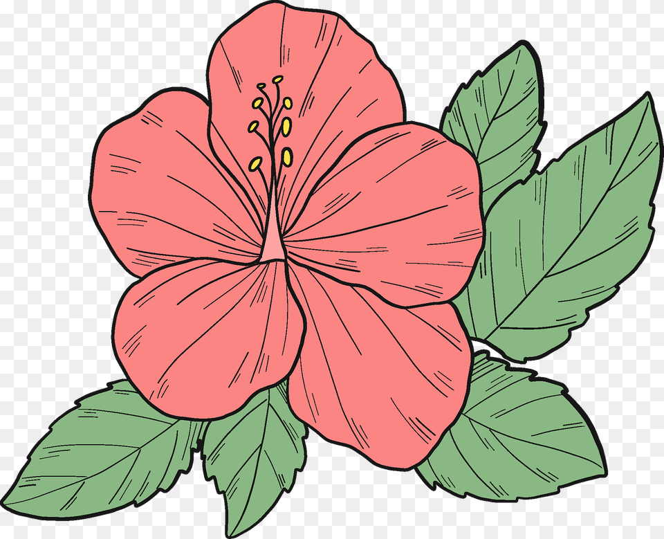 Pink Hibiscus Flower Clipart, Plant, Person Free Png Download
