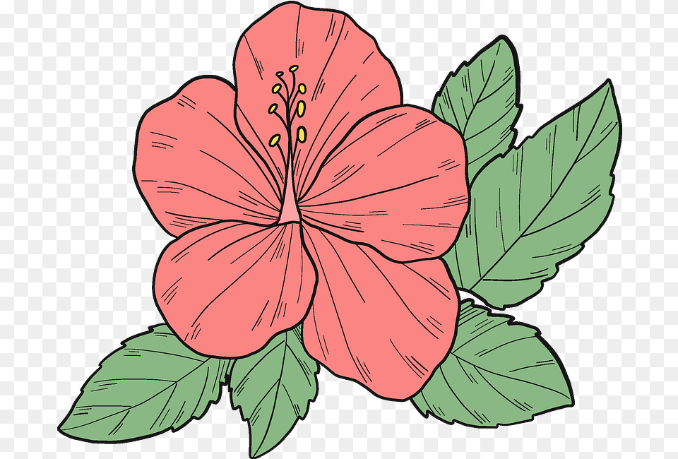 Pink Hibiscus Flower Clipart Transparent Hawaiian Hibiscus, Plant, Baby, Person, Face Free Png Download