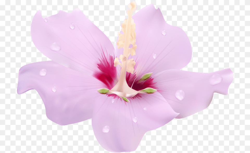 Pink Hibiscus Flower Transparent Clip Art Image Flower, Anther, Petal, Plant, Geranium Png
