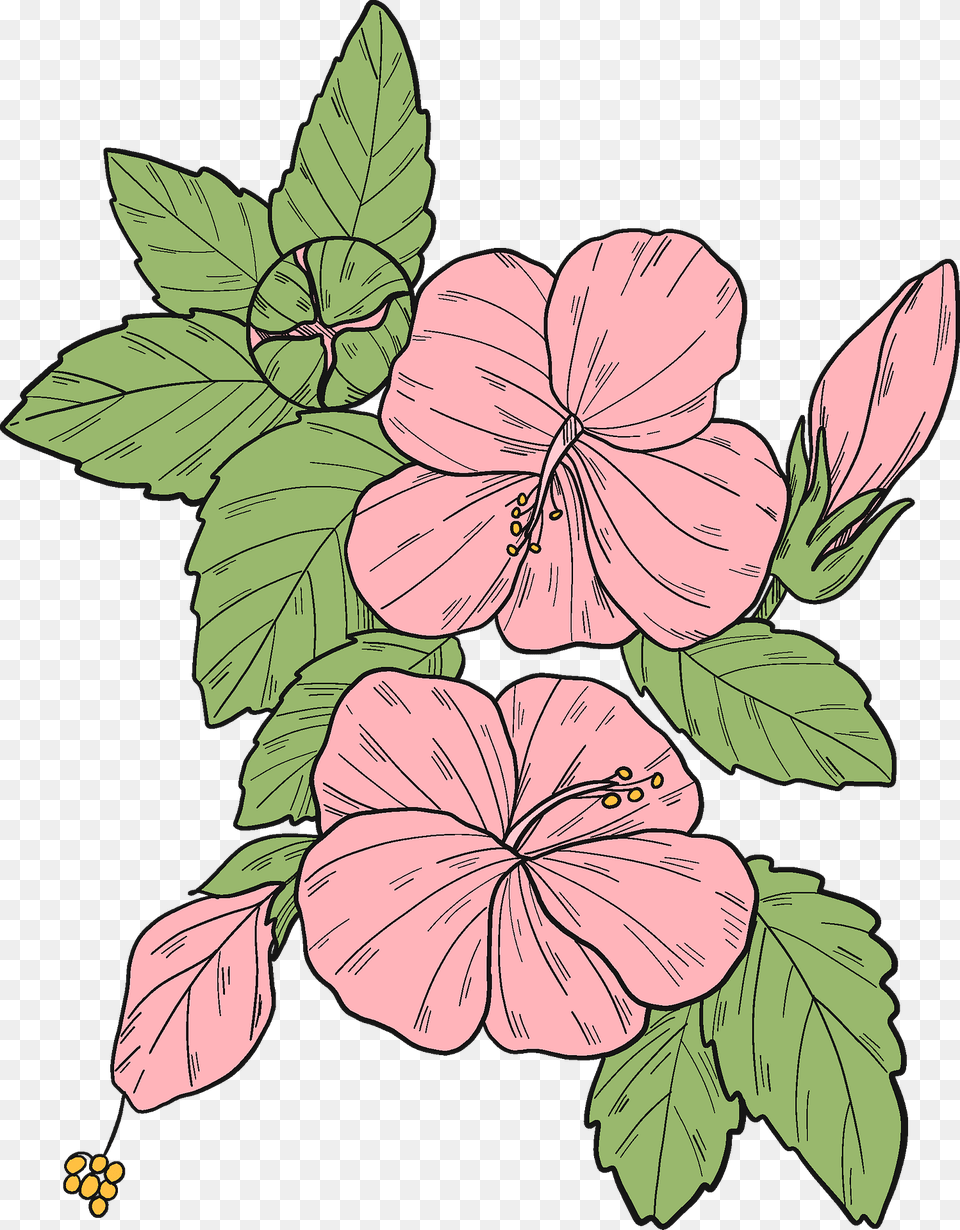 Pink Hibiscus Flowers Clipart, Flower, Plant, Art Free Transparent Png
