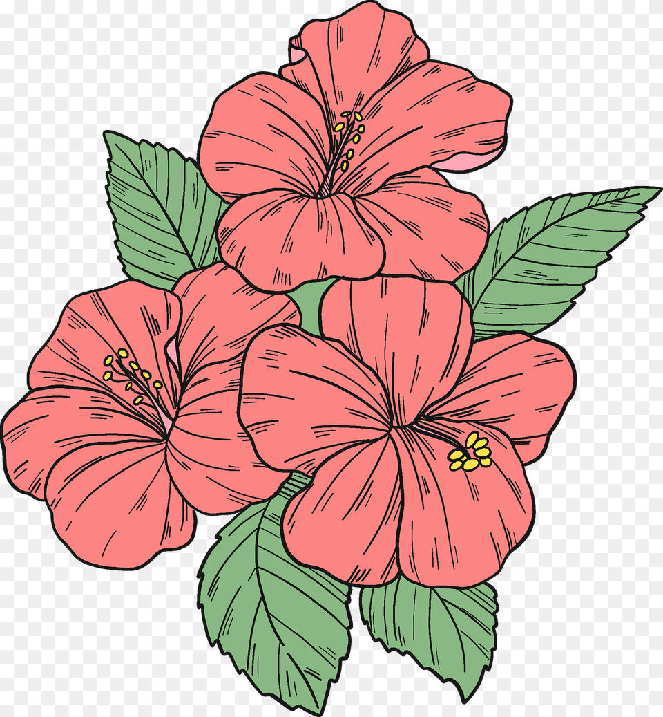 Pink Hibiscus Flowers Clipart, Flower, Plant, Baby, Person Png Image