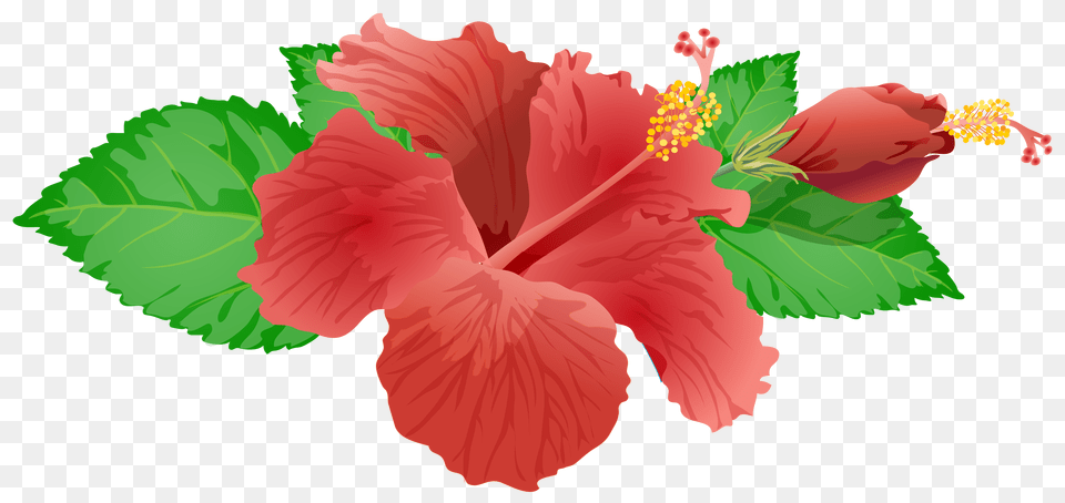 Pink Hibiscus Vector, Flower, Plant, Person Png